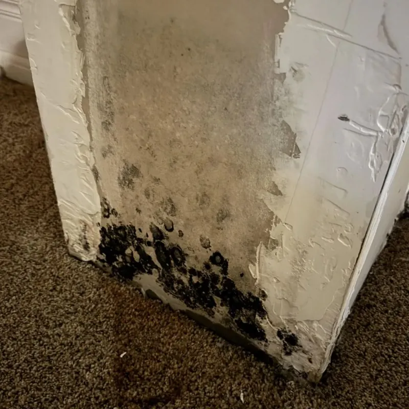 Professional Mold Removal in Lawrence County, KY